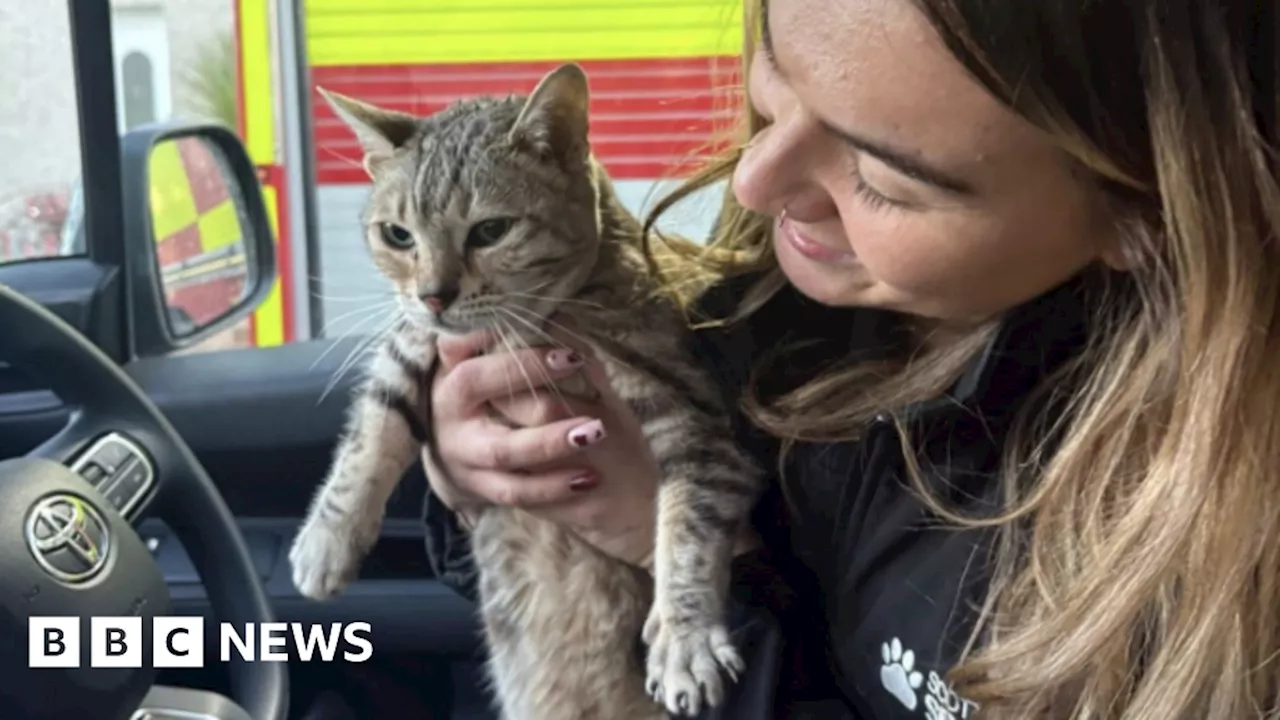 Cat rescued after five days under a building