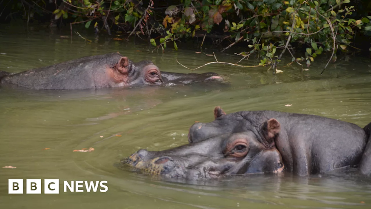 Longleat Safari Park's new hippo house plans approved