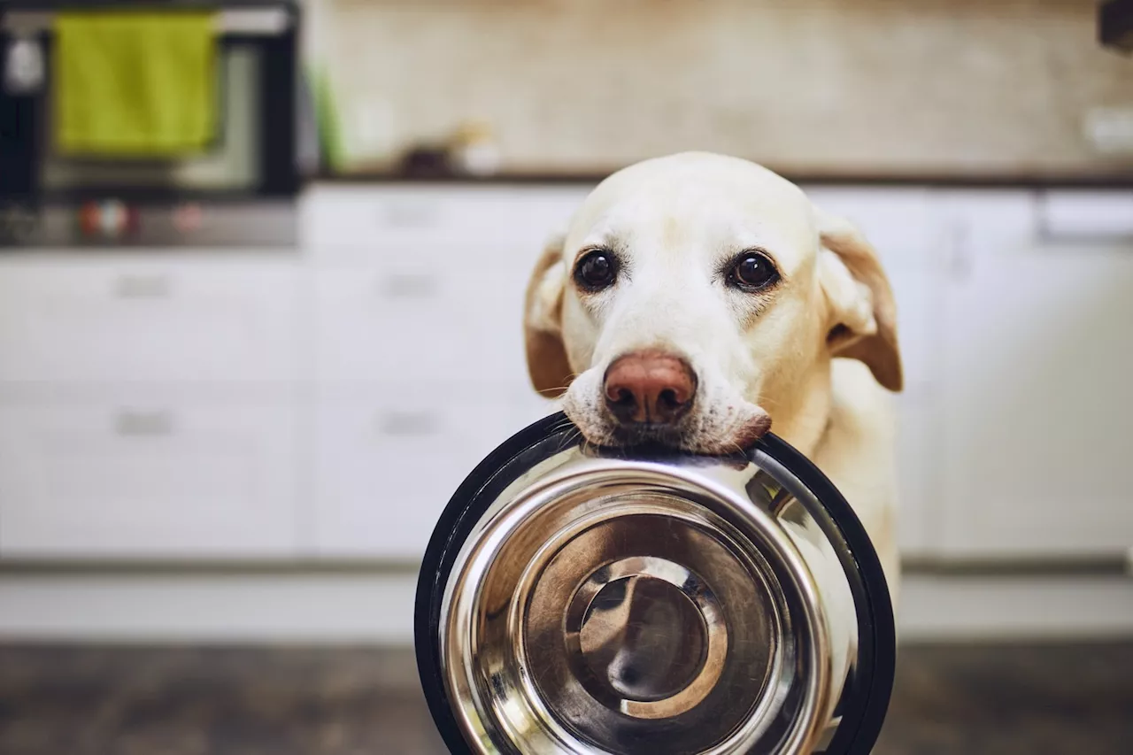 Lab-Grown Dog Treats Hit the UK Market