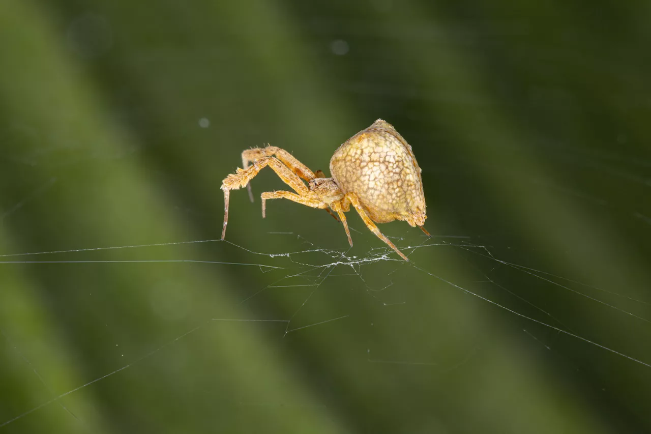 Mind-Altering Spider Parasite Discovered in Irish Caves