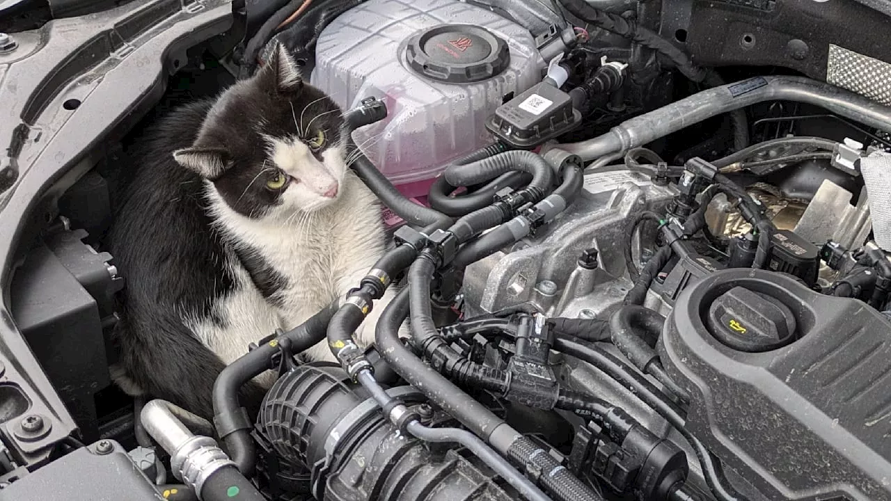 Hamm (NRW): Tierisches Glück! Kater fuhr 75 Kilometer unter der Motorhaube mit