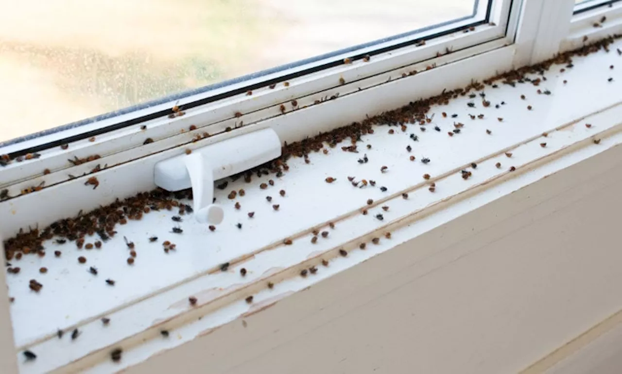 10 Homemade Fly Repellents to Keep Your House Pest-Free