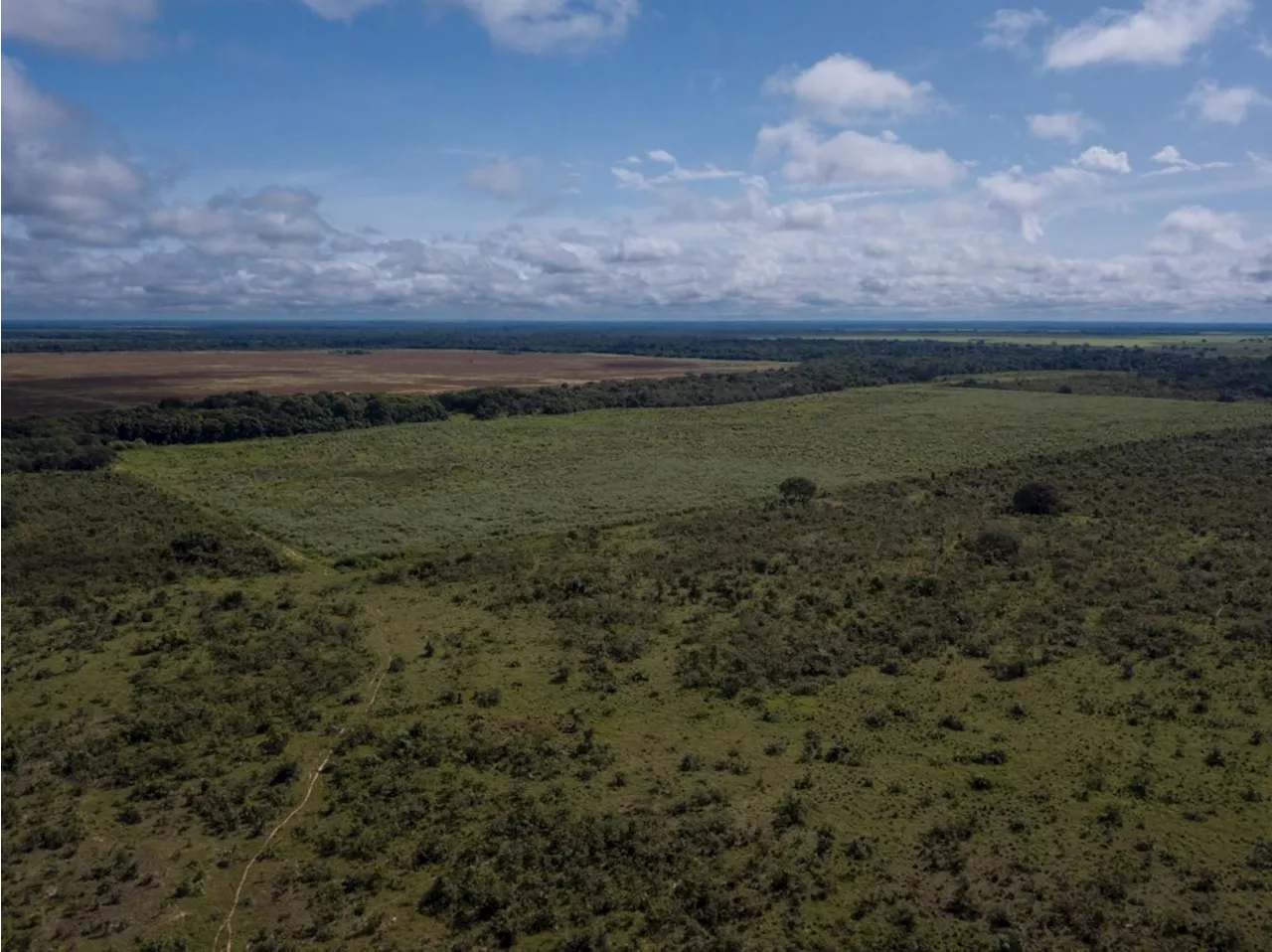 Desmatamento no Cerrado Diminui 33% em 2024, Mas Ainda Preocupa Especialistas