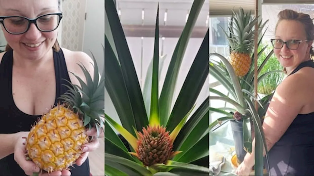 'Like to prove them wrong': Green thumb grows tropical fruit in Calgary home