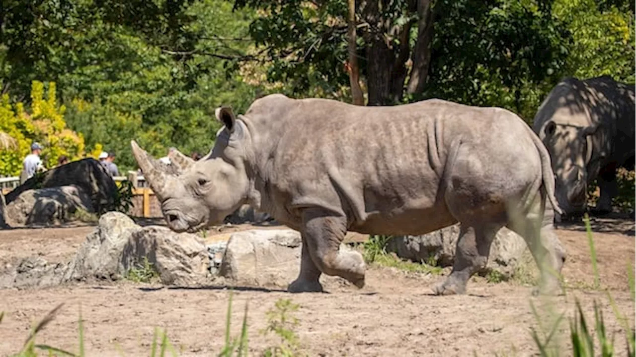 Beloved White Rhinoceros Shaboola Passes Away at Granby Zoo