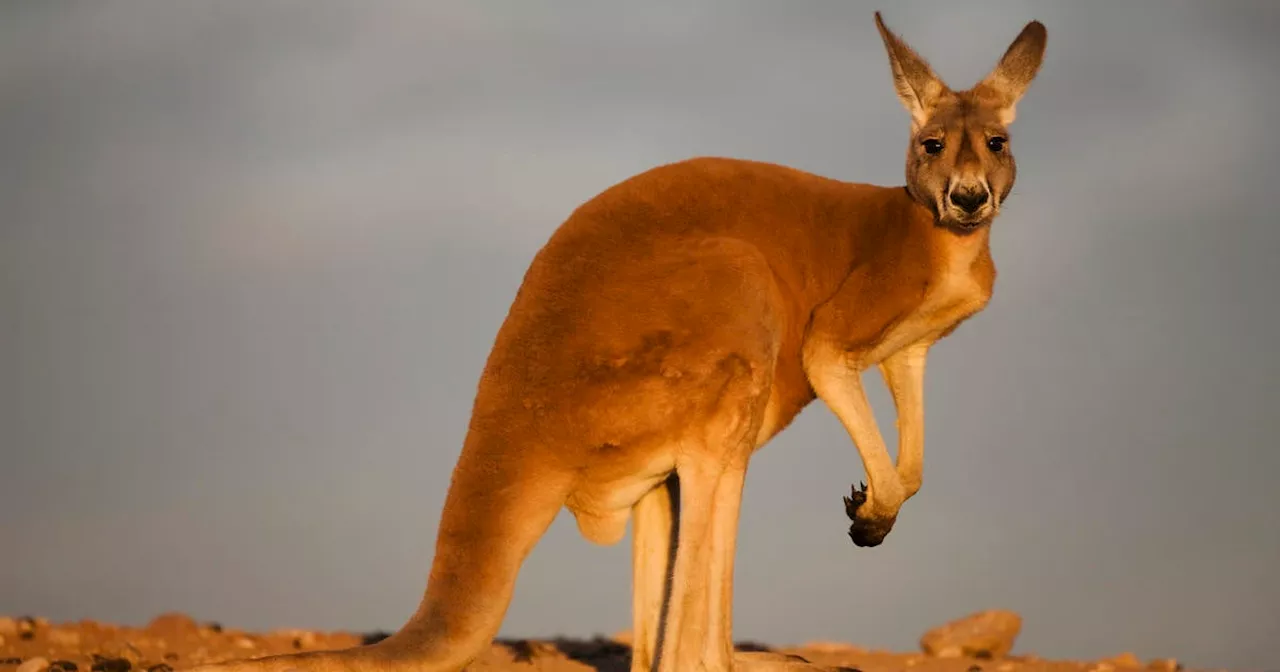 World's First Kangaroo Embryo Created Through IVF: A Hope for Endangered Marsupials