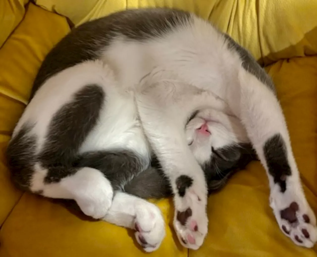 Adopted Cat Sushi Brings Joy with Playful Personality