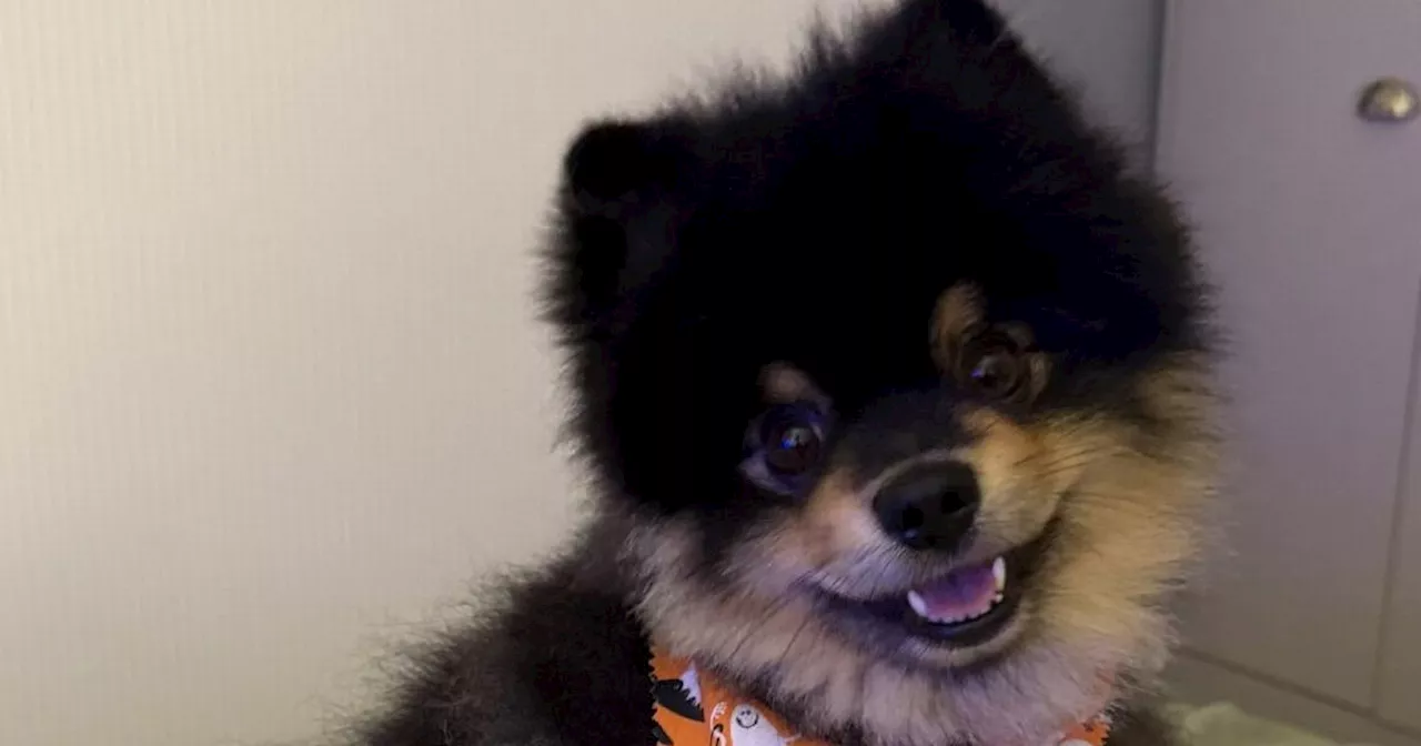 Distraught dog owner offers £20,000 reward for missing therapy pup