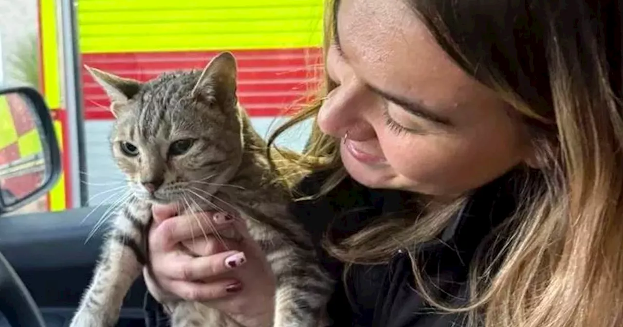 Trapped Cat Cleo Rescued After Five Days Under Dundee Flats