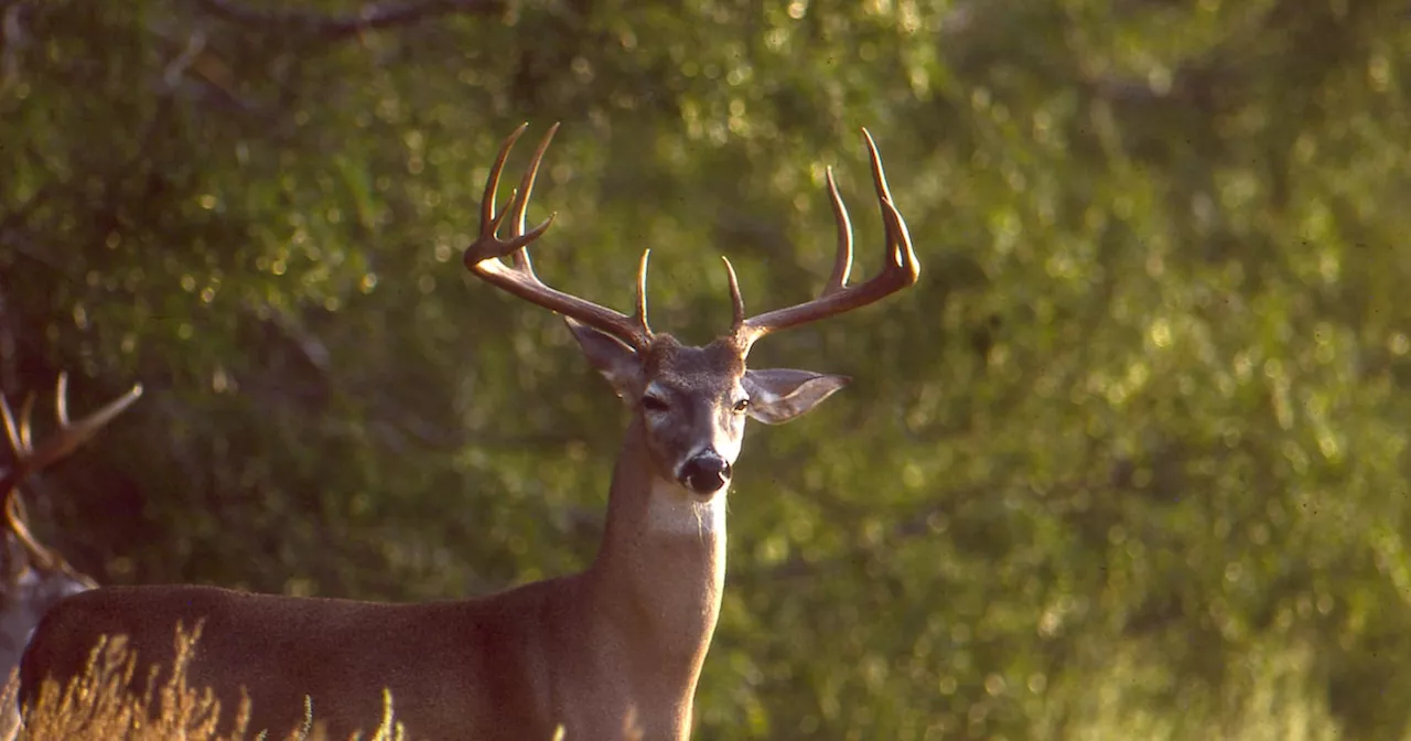 Texas deer breeder convicted in white-tailed deer smuggling operation