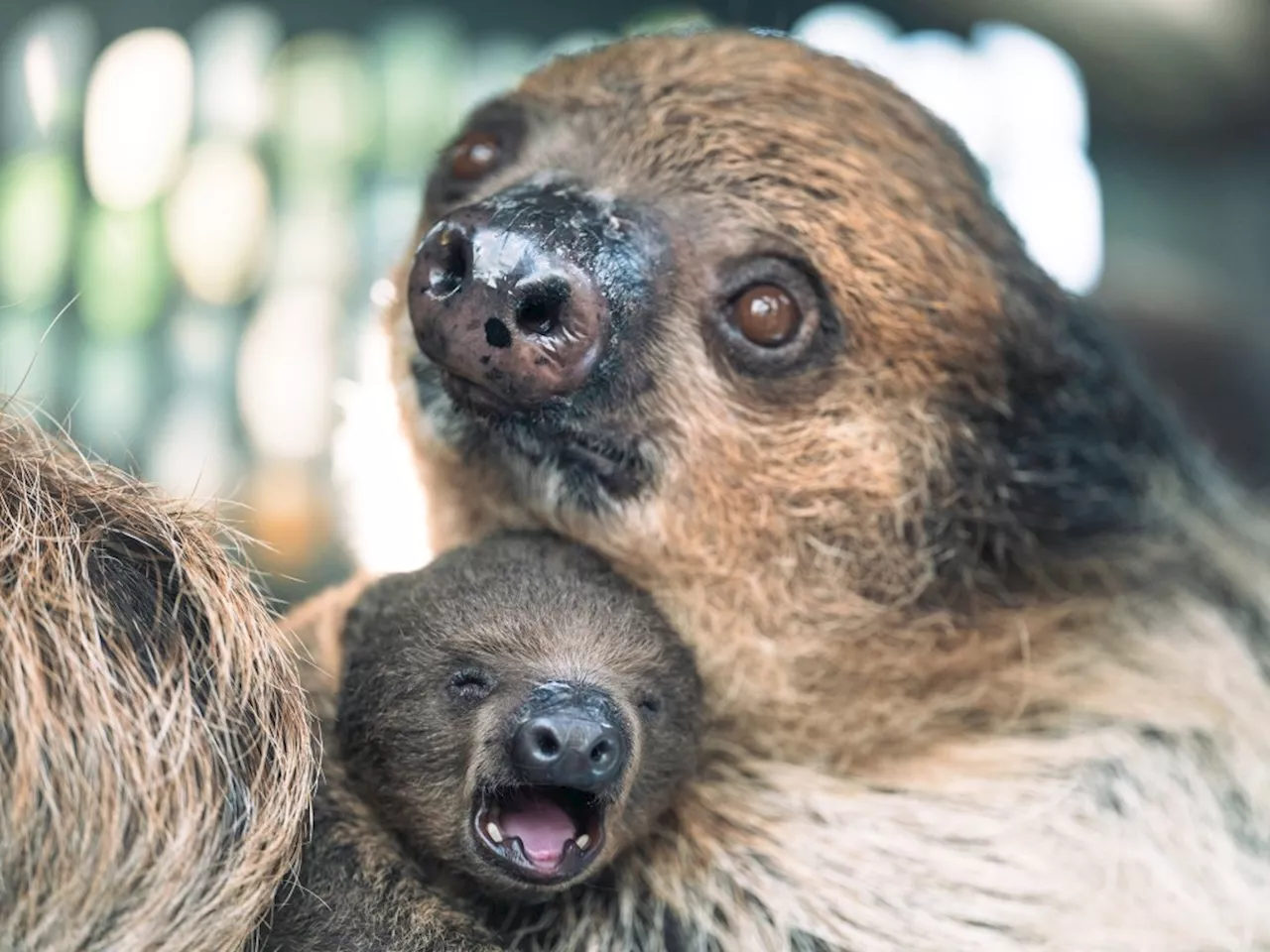 Denver Zoo Welcomes New Sloth, SCFD Announces Free Days Calendar