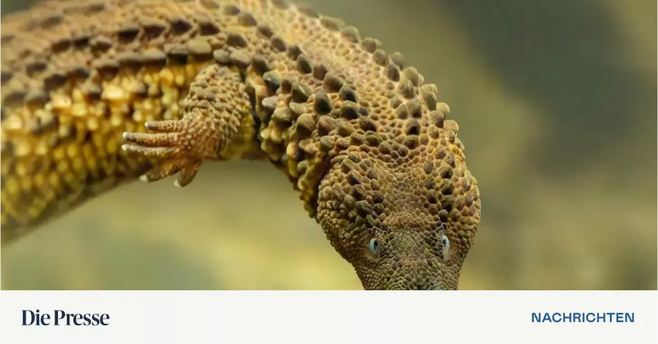 Seltene Taubwarane im Tiergarten Schönbrunn zu bewundern