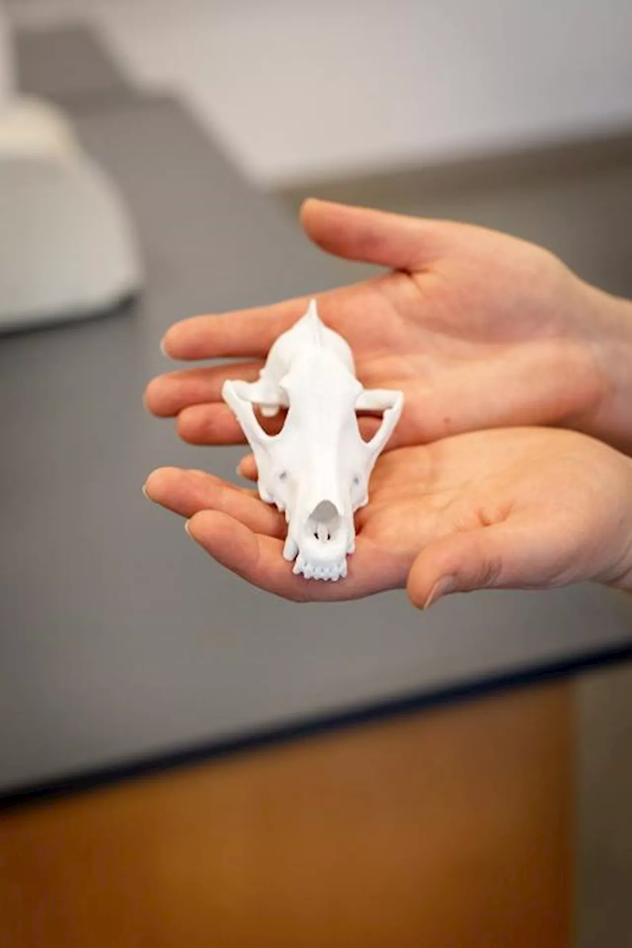 Study Challenges Breed Specialization Based on Skull Shape