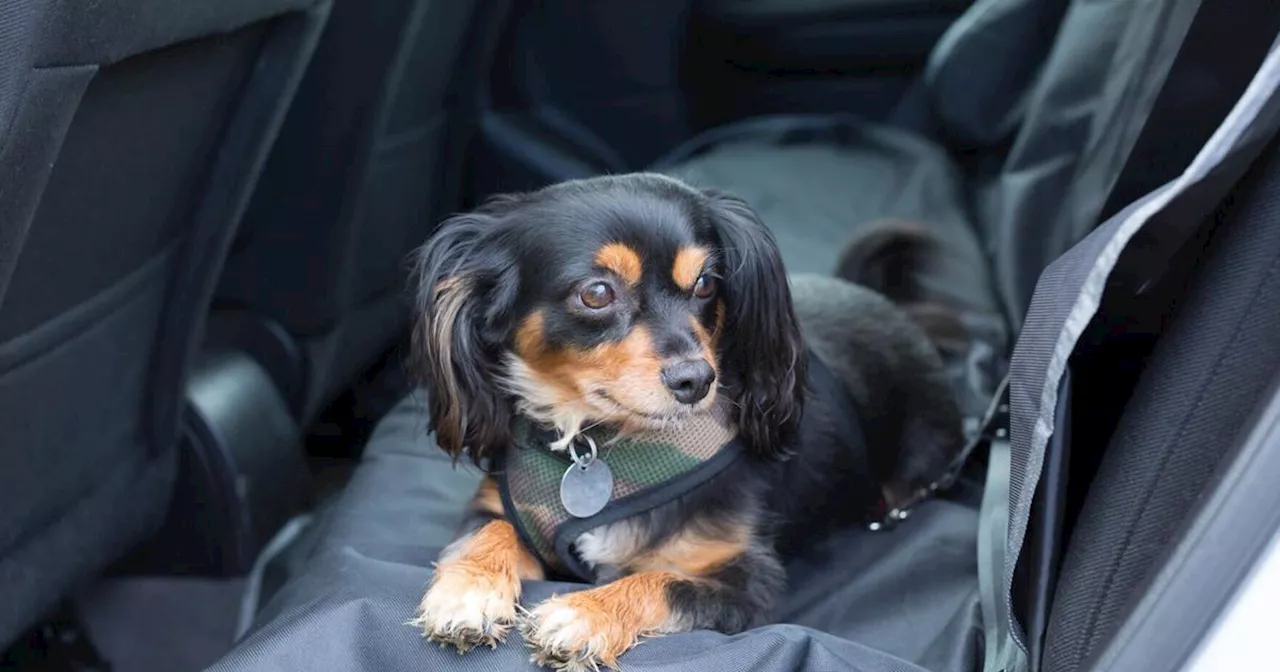 Overcoming Car Anxiety in Dogs