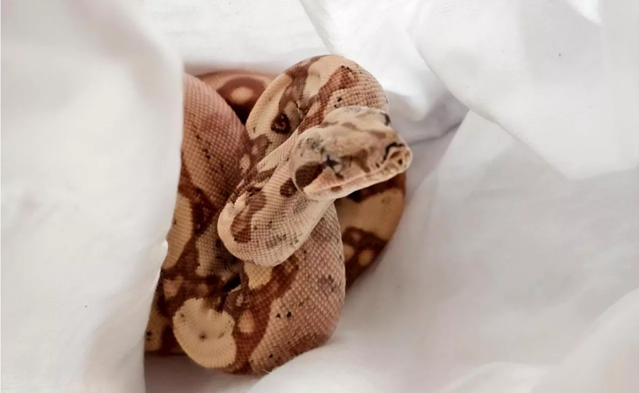 Resguardan a 7 boas constrictor que iba a ser traficadas a EU; detienen a un hombre en Chihuahua