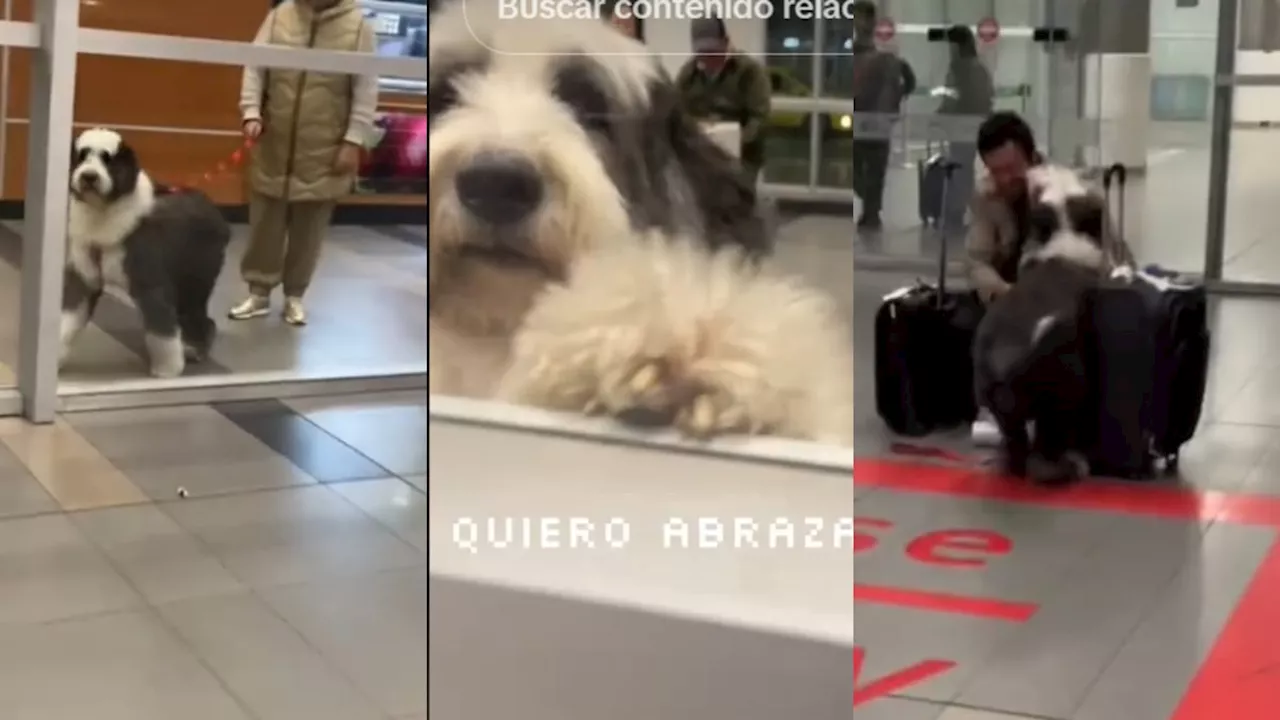 Conmovedor video: un hombre se reencontró con su perro después de cuatro meses