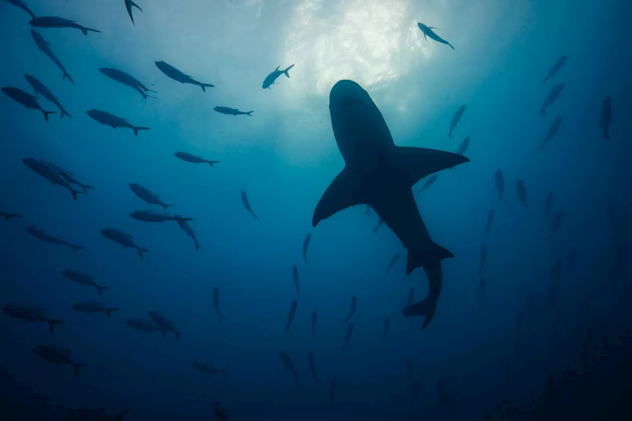 Sharks And Rays As A Source Of Dangerous Bacteria: What The Data Shows