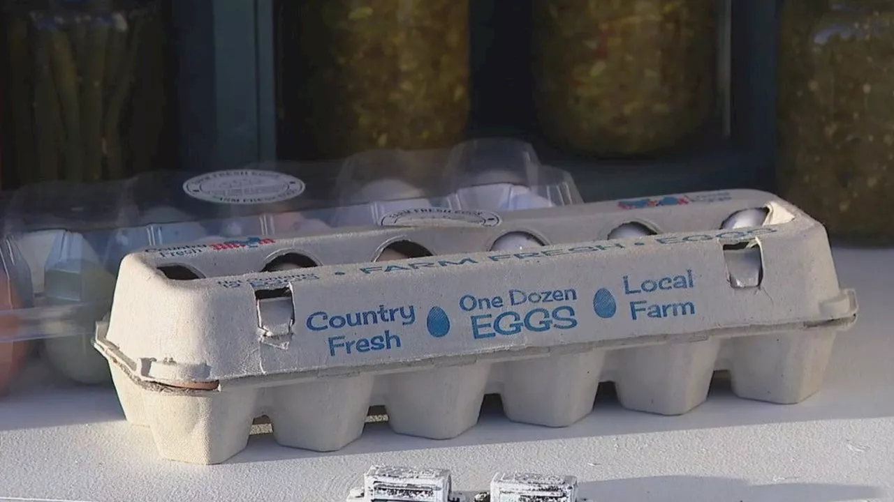 Farm-Fresh Egg Stands Offer Affordable Alternative Amid Rising Prices