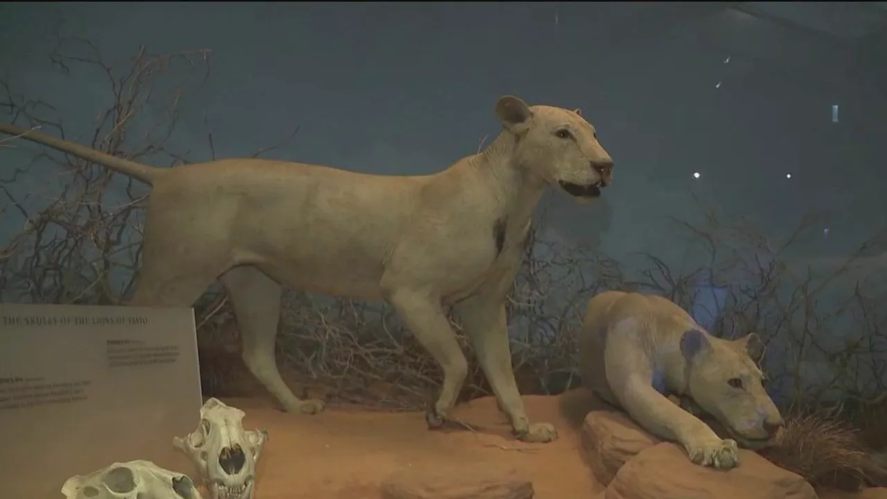 Century-Old Mystery of the Tsavo Man-Eaters Continues to Captivate