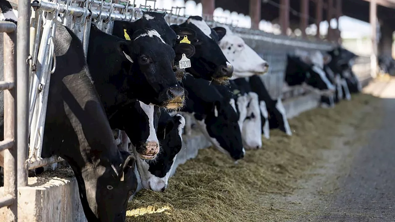 New Bird Flu Strain Detected in U.S. Cattle, Raising Concerns About Wider Spread