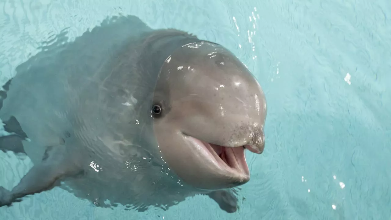 Shedd Aquarium's Baby Beluga Whale Revealed to Be a Boy