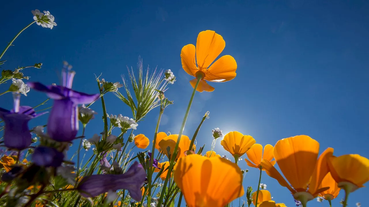 Spring Leaf-Out Timing Varies Across US, Impacting Pollen Levels and Allergies