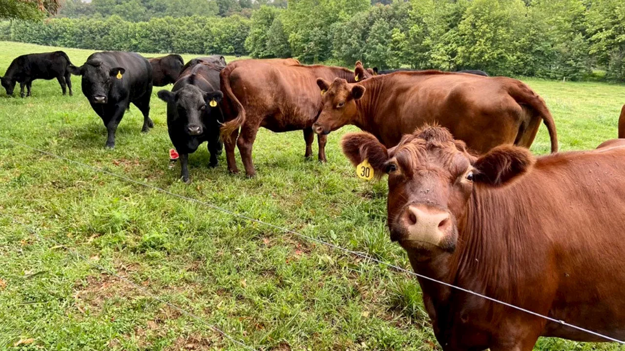 Deadly bird flu detected in Nevada dairy cattle