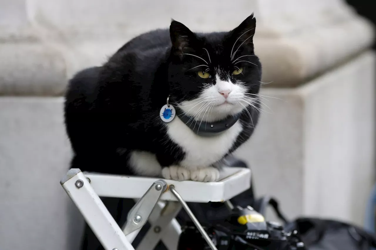 Britain’s top feline diplomat comes out of retirement for new job in Bermuda