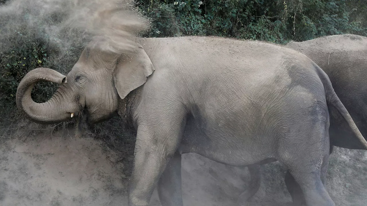  Tourist ignoriert Warnung und wird von Elefant getötet