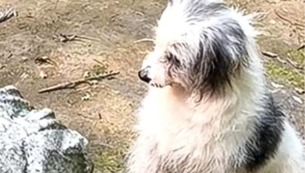 Un Cane Fedele Trae Ispirazione da un Amore Perduto