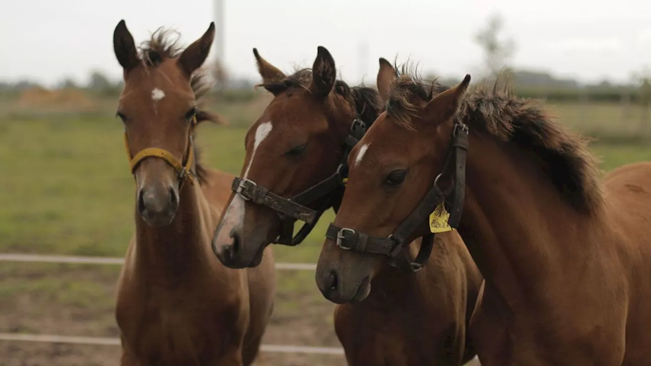 World’s first gene-edited polo horses unleashed in Argentina for speed supremacy