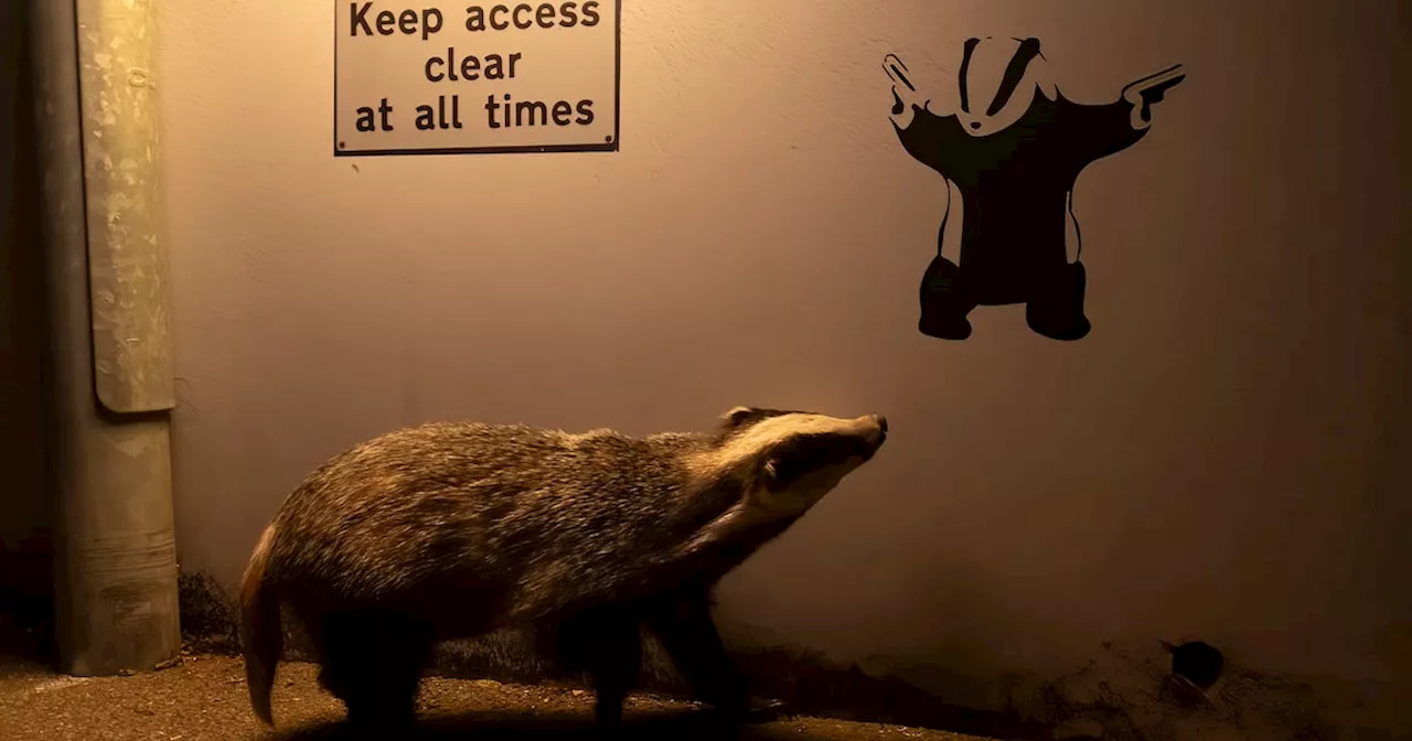 Badger Gazing at Graffiti Wins Wildlife Photographer of the Year