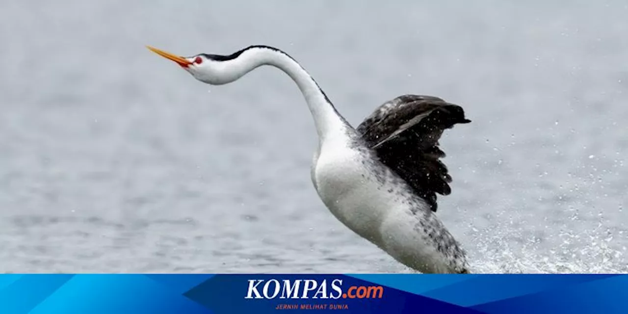 Kemampuan Menakjubkan Hewan Berjalan di Atas Air