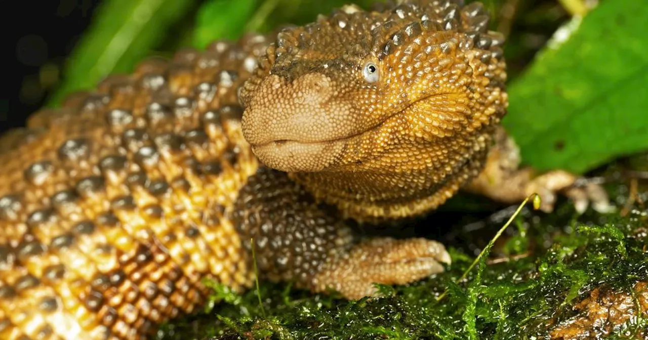 Taubwarane erstmals im Terrarienhaus zu sehen