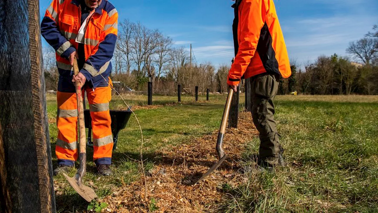 Opération de Broyage des Sapins de Noël du Bassin Auterivain Réussite