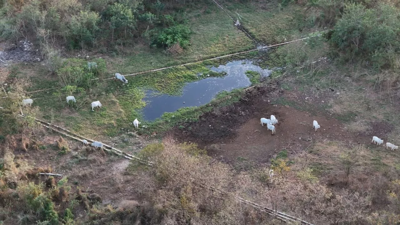 ¿Por qué el Ayuntamiento de Mérida sigue protegiendo una granja que daña a la comunidad?