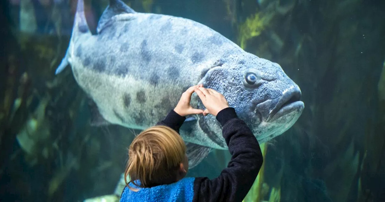 Long Beach Aquarium Focuses on Individual Species for Conservation Efforts