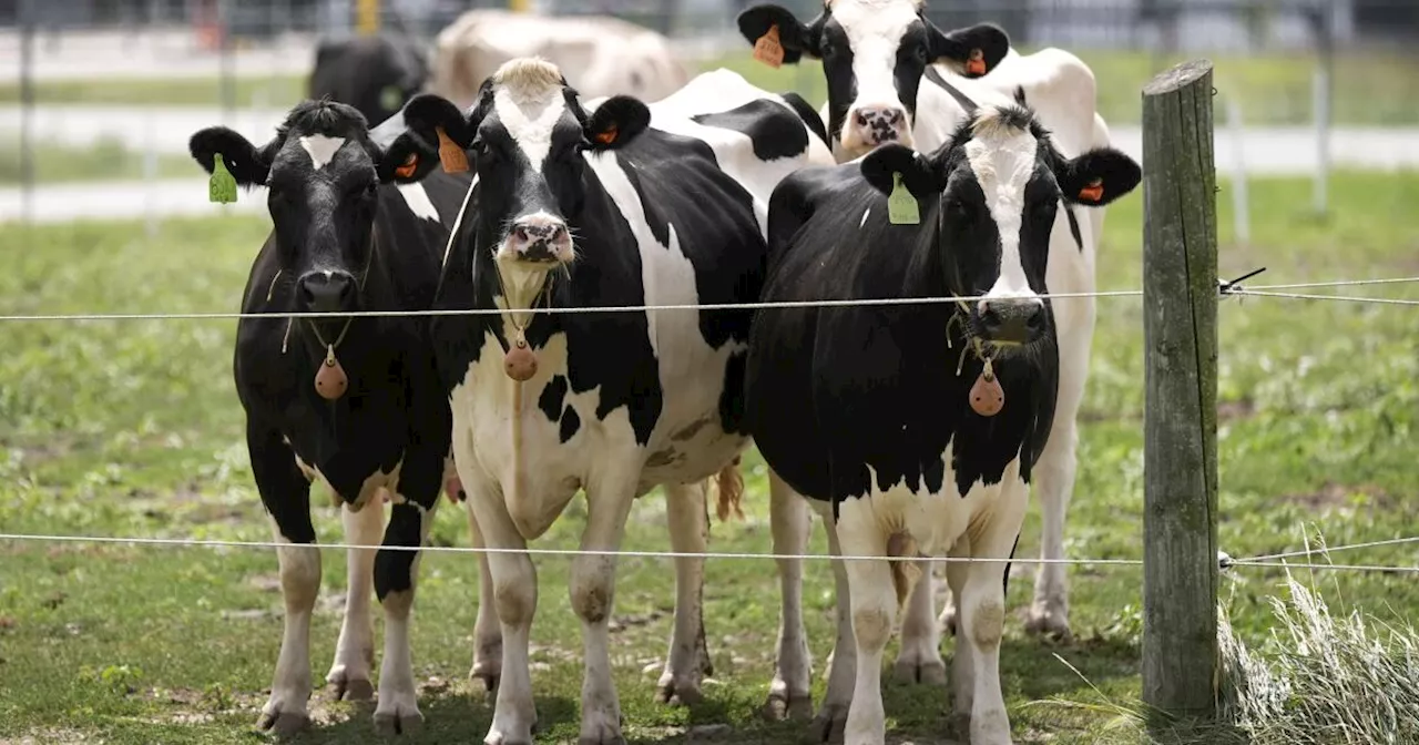 New Strain of Avian Influenza Detected in US Cattle, Raising Concerns