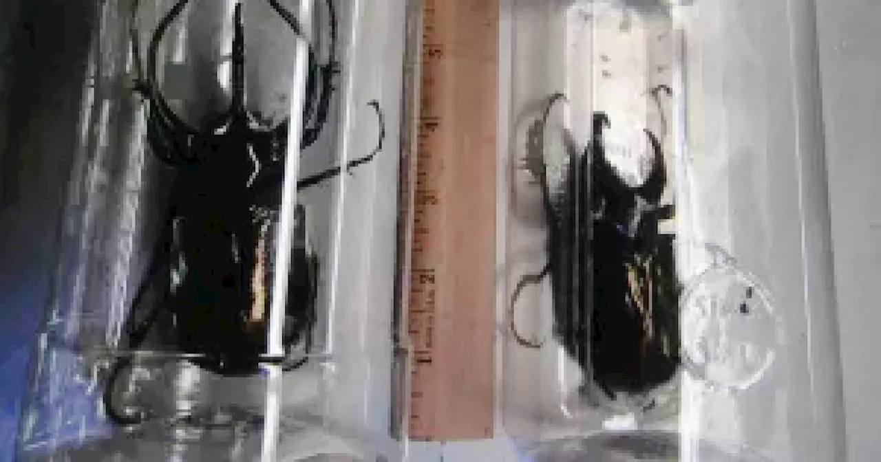 Smuggled live beetles found stashed inside Japanese snacks at LAX, officials say