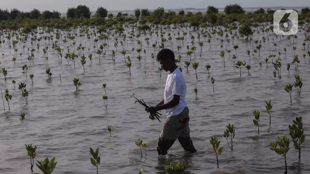 Pertamina Tanam Mangrove Melawan Degradasi Lahan Basah