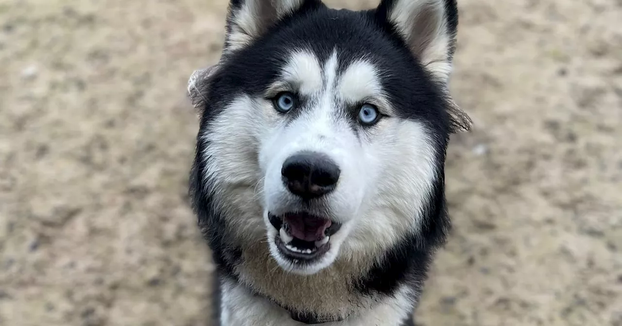 Urgent Appeal: Help Wolfy the Husky Get Life-Changing Surgery