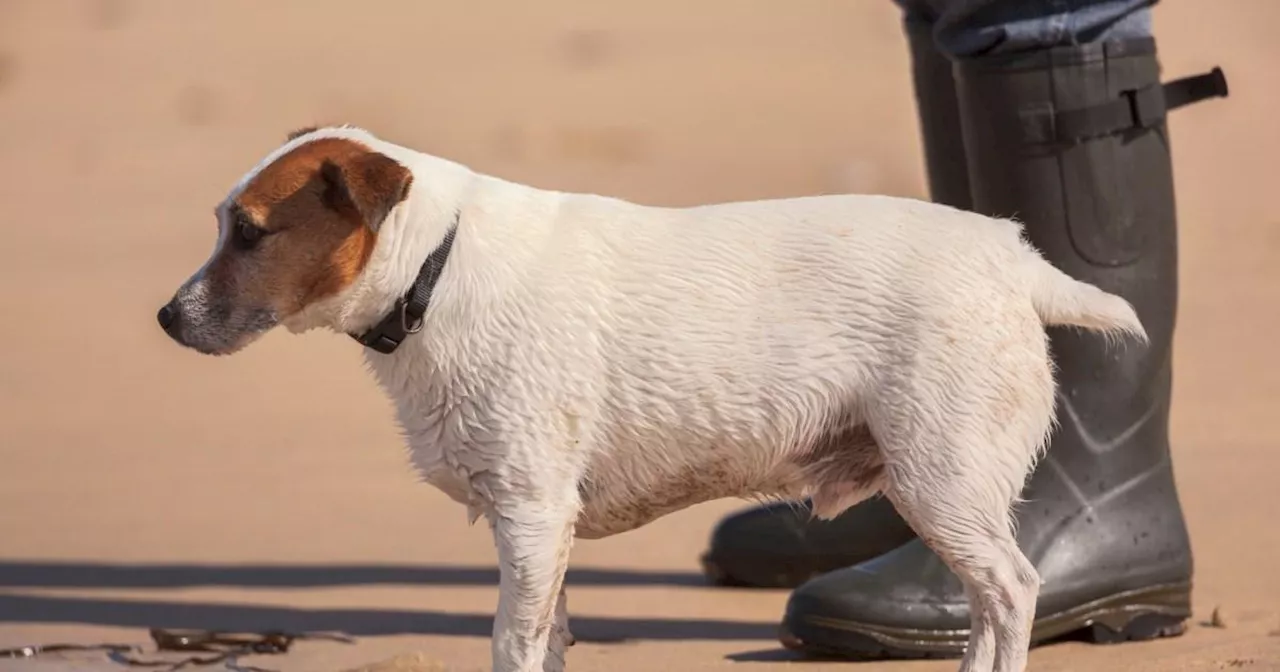 Dog Owners Warned After Multiple Illnesses and Deaths at Cornish Beaches