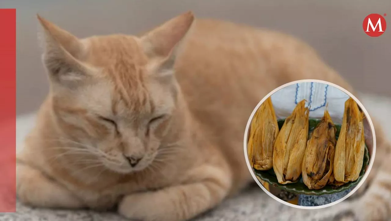 Gatito ‘Toby’ se hace viral vendiendo tamales en Toluca, Edomex