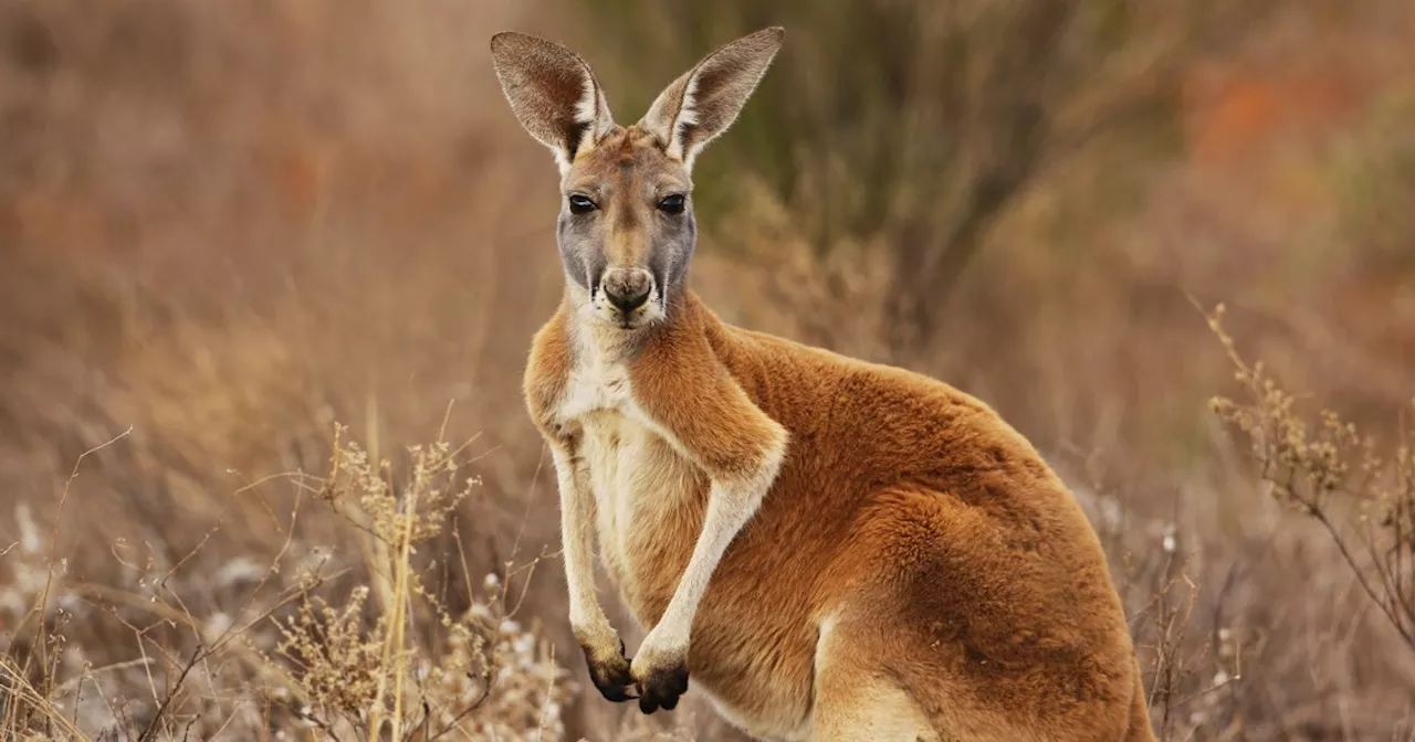 Kangaroo IVF: A Hop Towards Saving Endangered Species