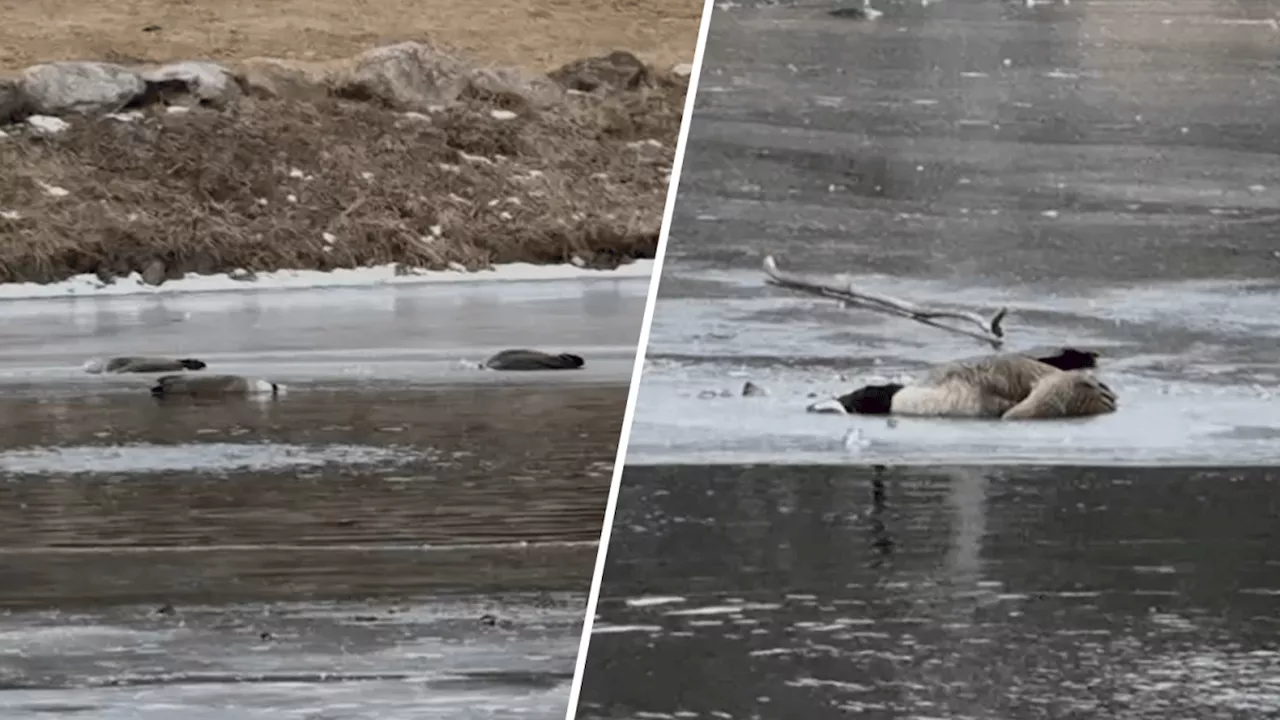 Westchester Park Closed After Dozen Dead Canada Geese Found