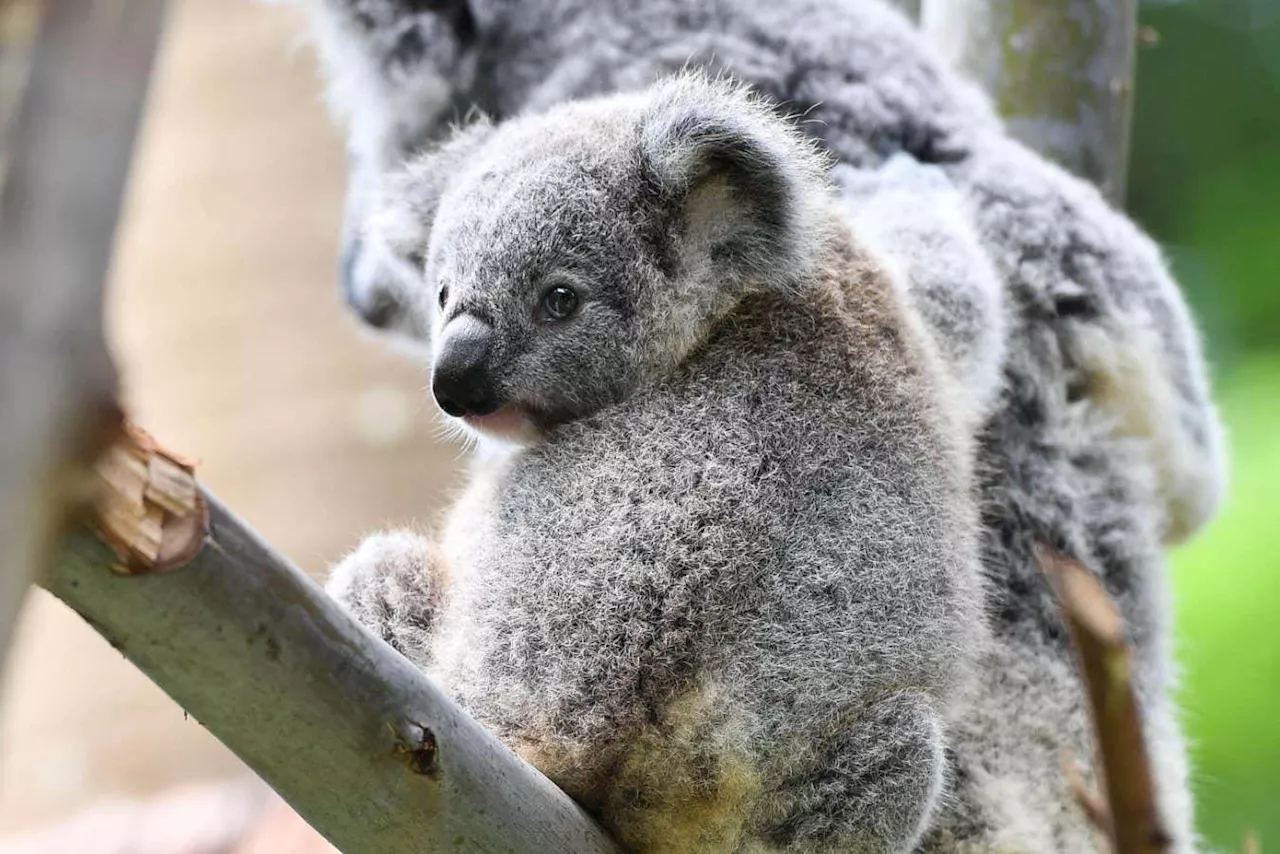 Unlikely Camaraderie and a Terrifying Fall: Footage Captures Surprising Koala Behavior