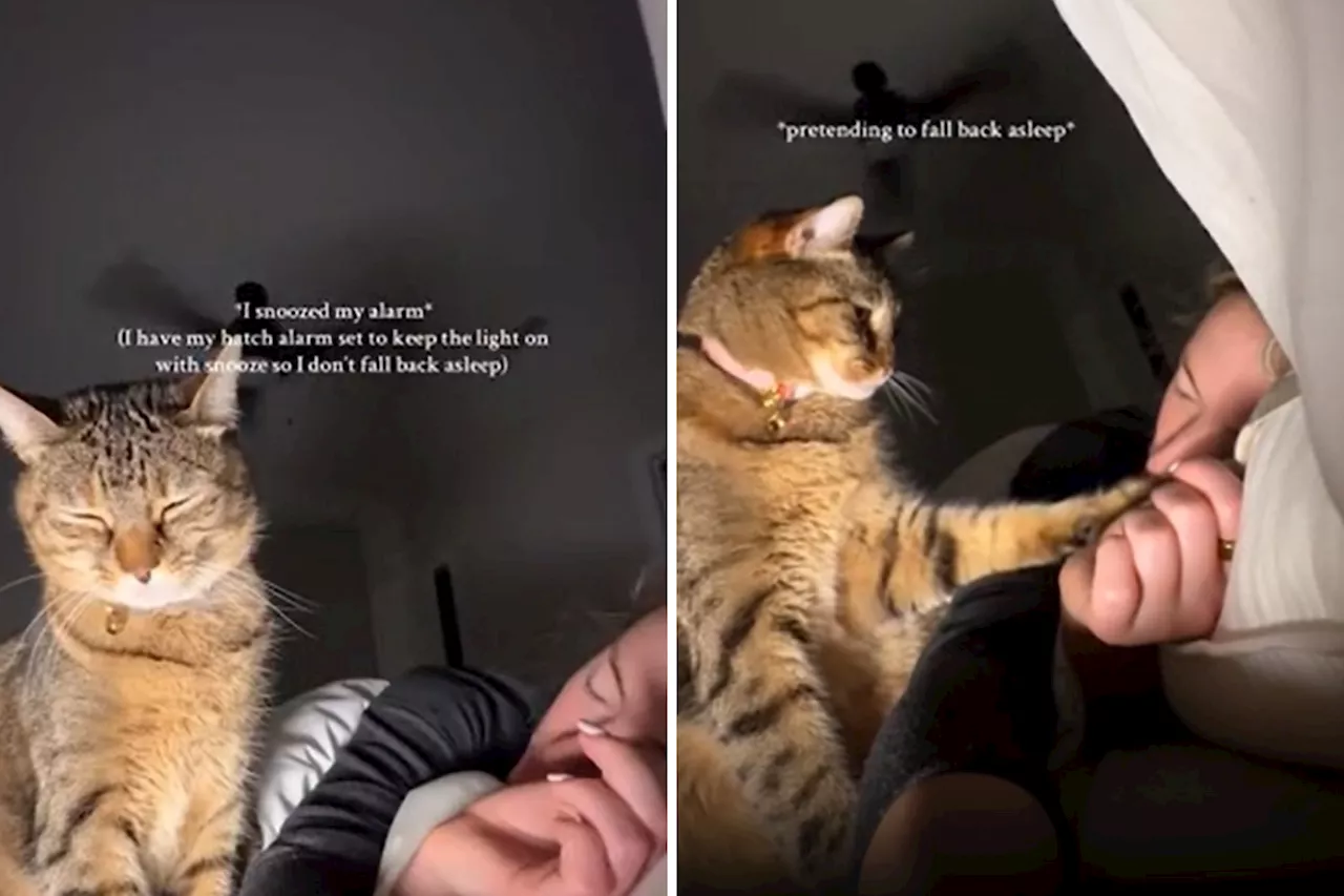 Cat Gently Wakes Owner with Sunrise Alarm