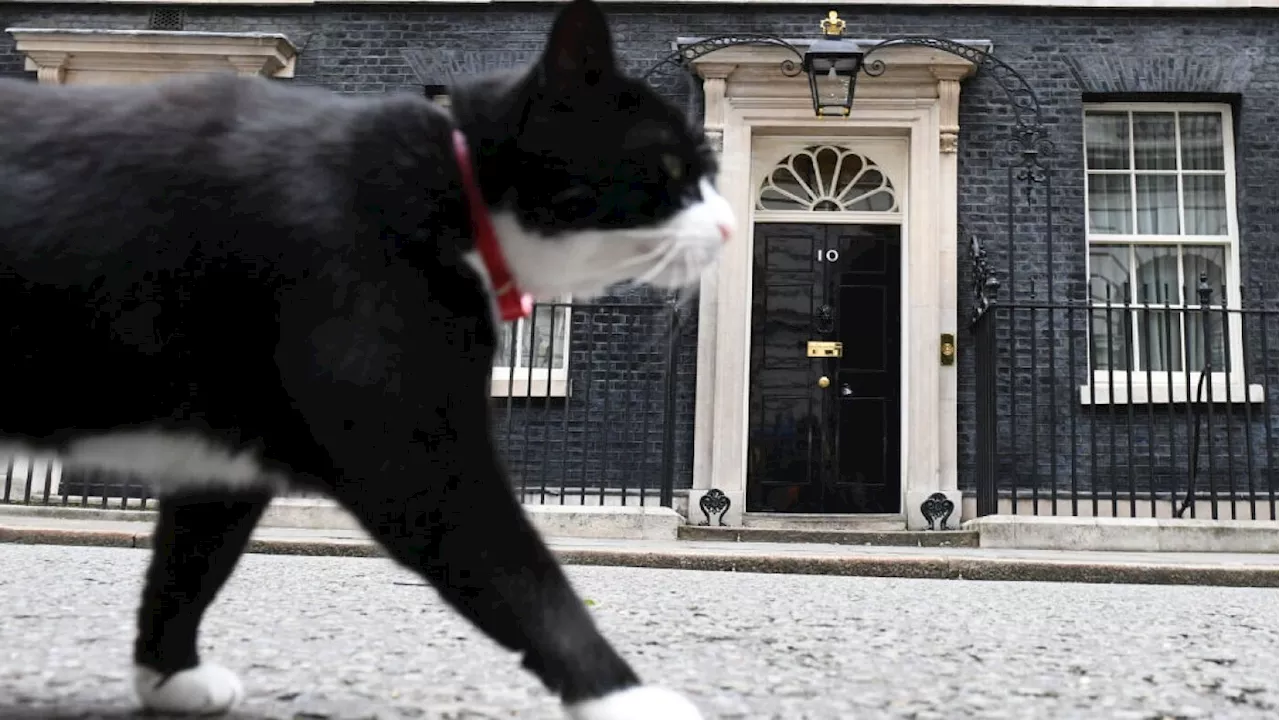 Retired Diplomat Cat Returns to Service in Bermuda