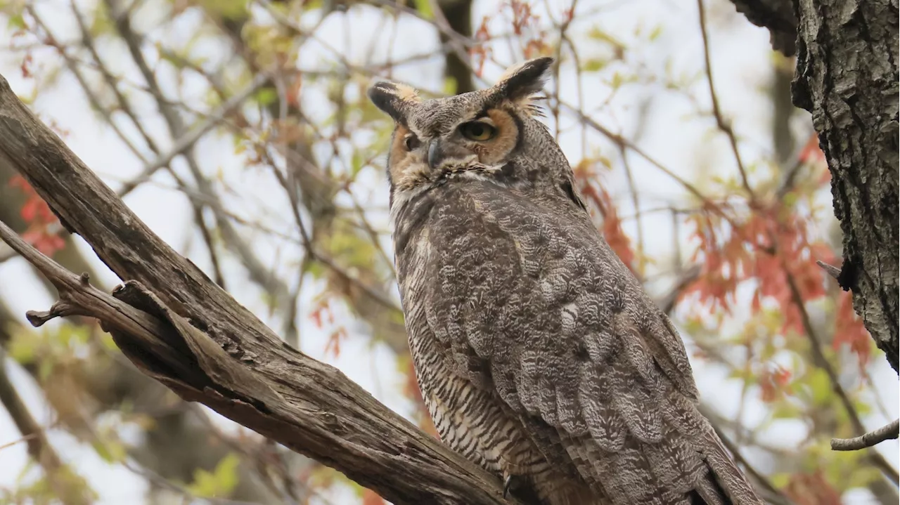 Superb Owl Phenomenon: Accidental Misspelling Soars Into Cultural Impact