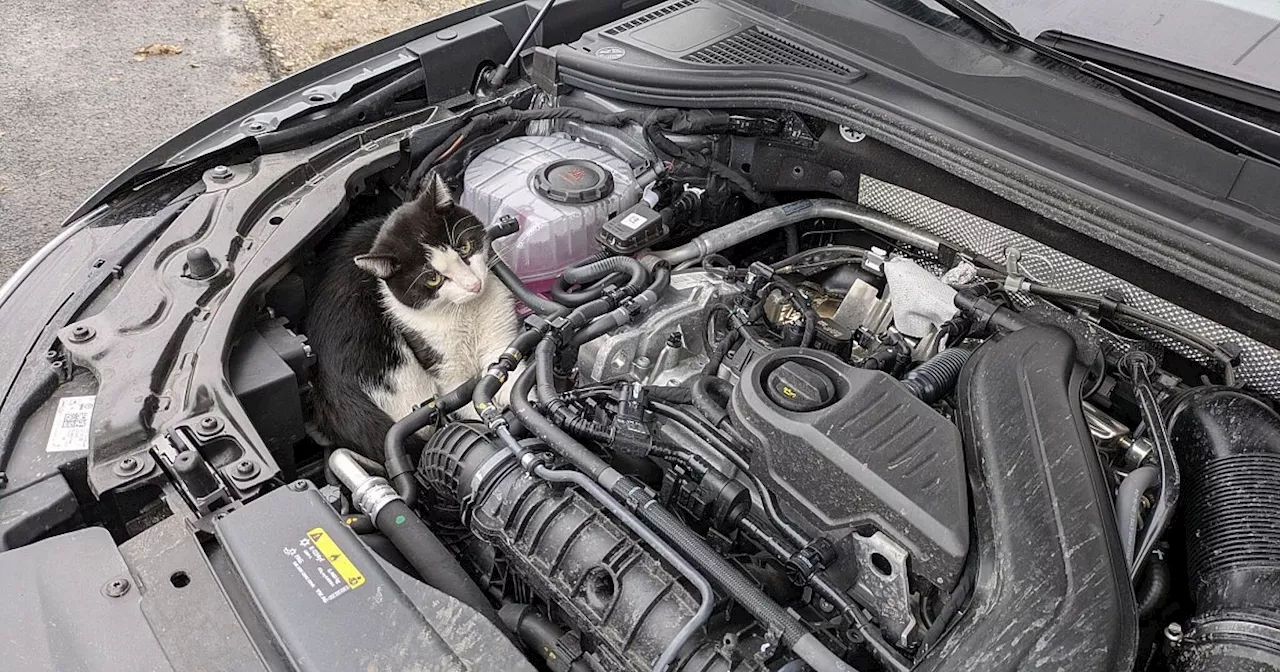 Kater fährt 75 Kilometer im Motorraum eines Autos mit